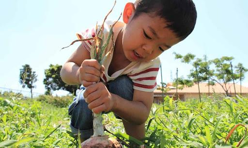 Description: Child pulling a vegetable from a garden